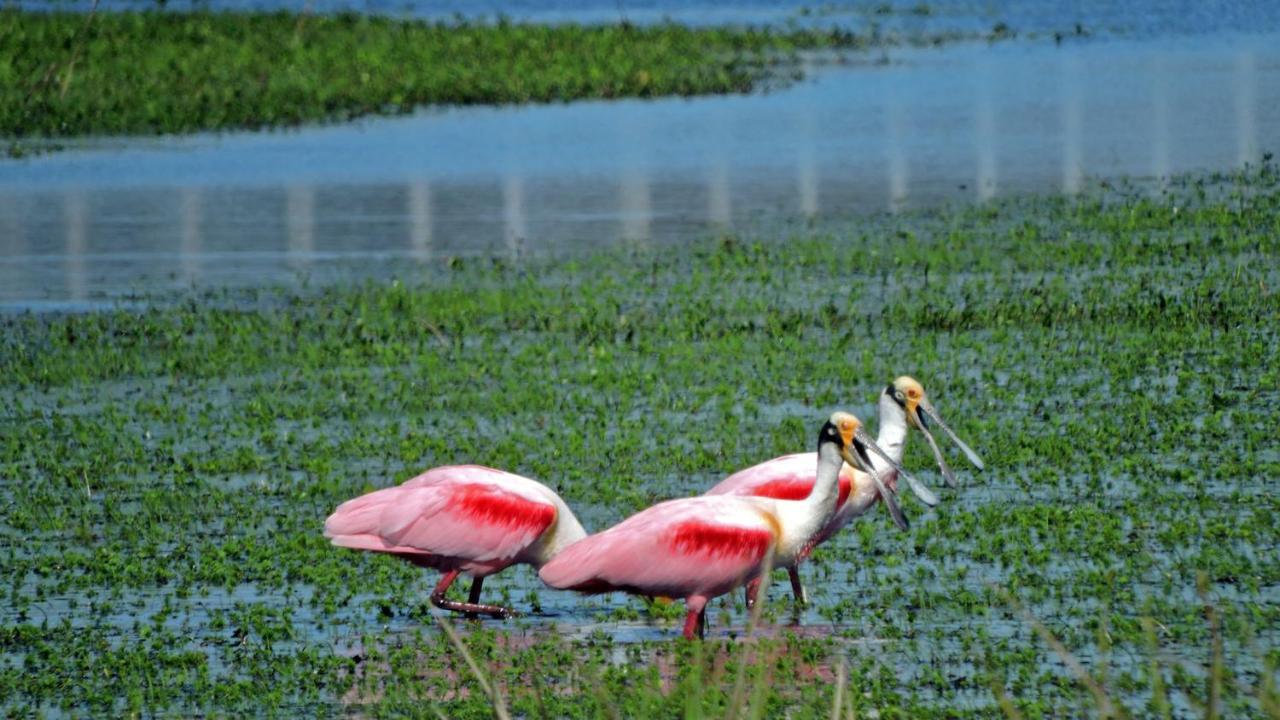 Los Chaja Ecolodge Barra de Valizas Kültér fotó